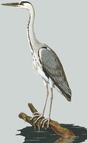 Ardea cinerea