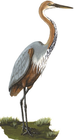 Ardea_goliath