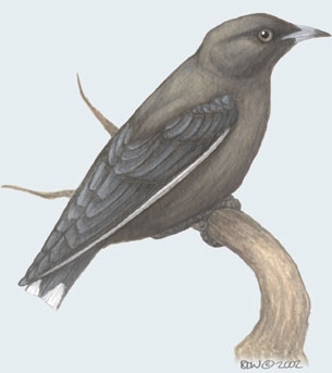 Neognathae