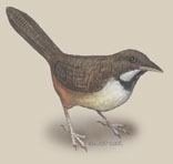 Neognathae