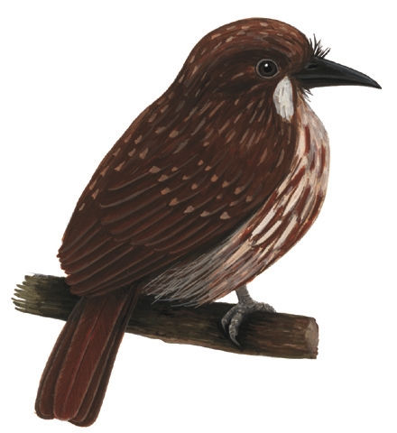 Malacoptila_panamensis