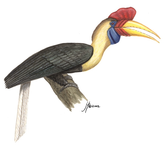 Bucerotidae