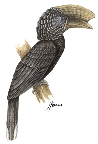 Coraciiformes