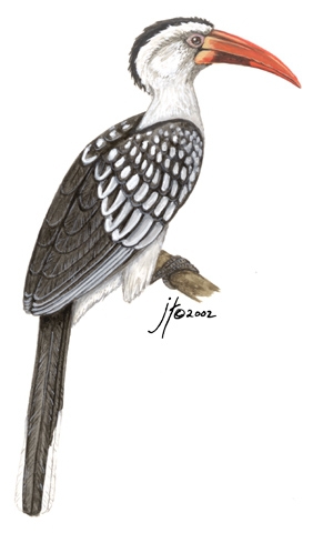 Sarcopterygii