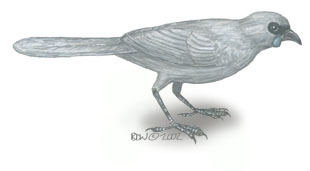 Deuterostomia