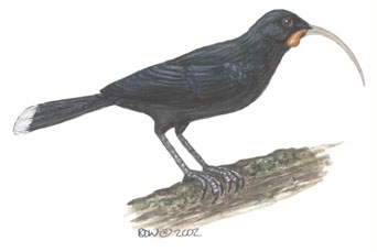 Heteralocha_acutirostris