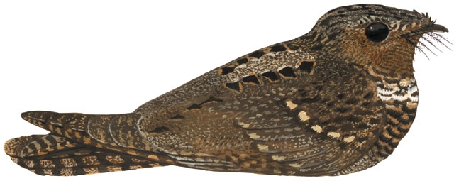 Vertebrata