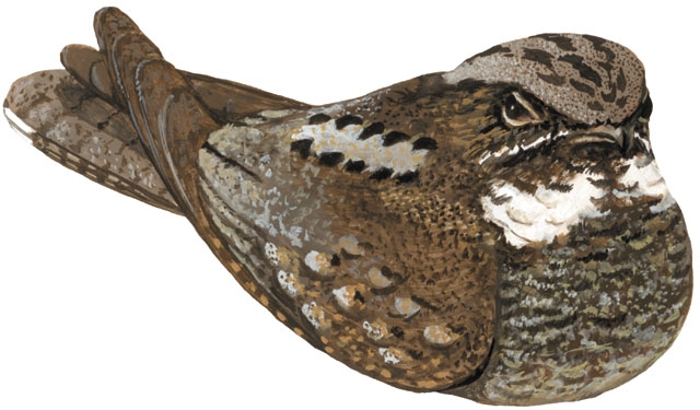 Vertebrata