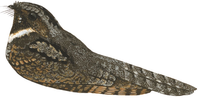 Deuterostomia