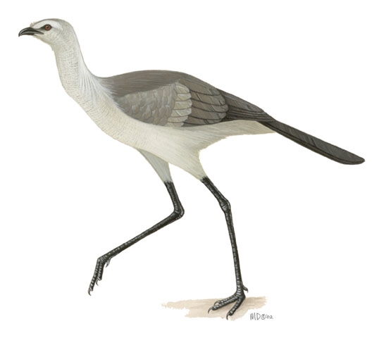 Neognathae