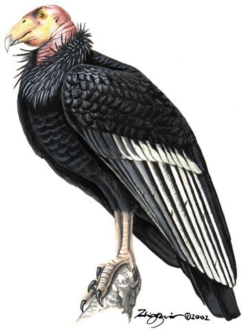 Sarcopterygii