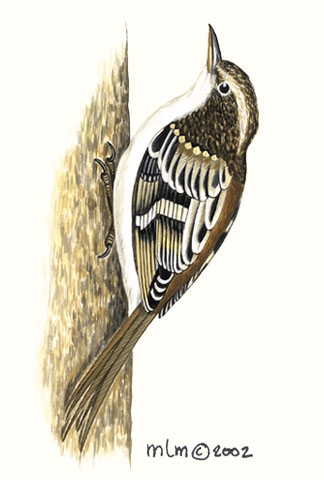 certhia_familiaris