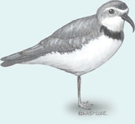 Charadriiformes