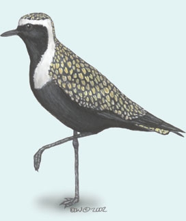 Charadriiformes