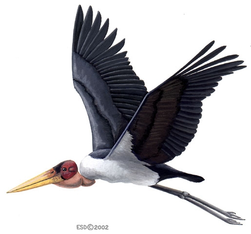 Ciconiiformes