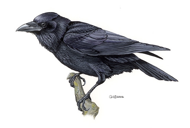 Corvus