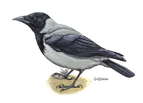 Corvus corone