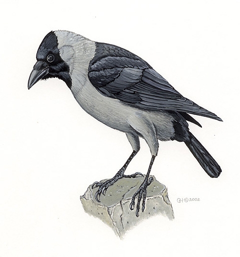 Corvidae