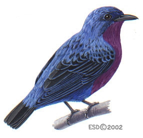 Cotinga cotinga