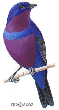 Cotinga_maculata_male