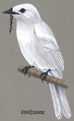 Procnias_alba_male