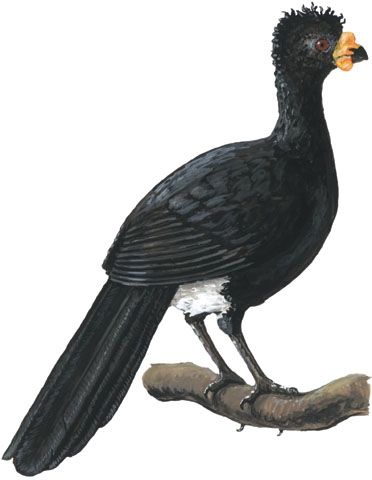 Galliformes