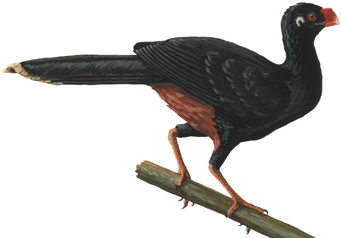 Cracidae