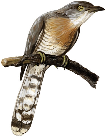 Sarcopterygii