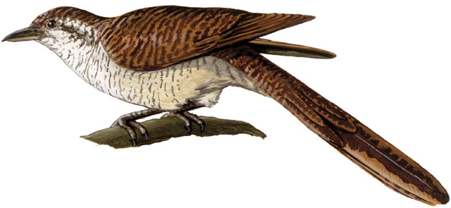 Vertebrata