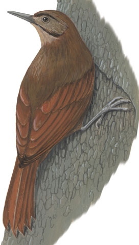 Neognathae