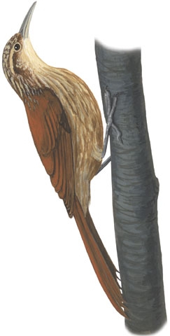 Xiphorhynchus fuscus
