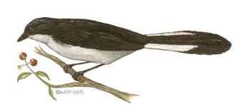 Melanocharitidae