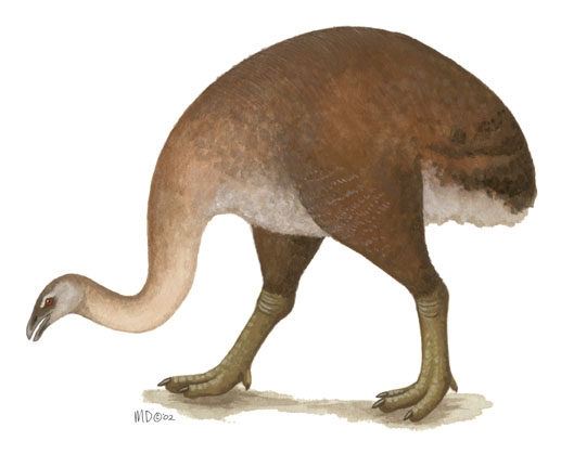 Dinornis