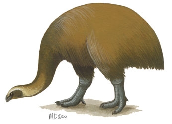 Vertebrata