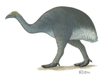 Megalapteryx_didinus