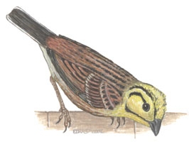 Emberiza_citrinella