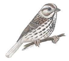 Emberizidae