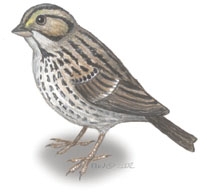 Emberizidae