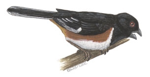 Sarcopterygii