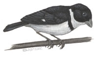 Sarcopterygii