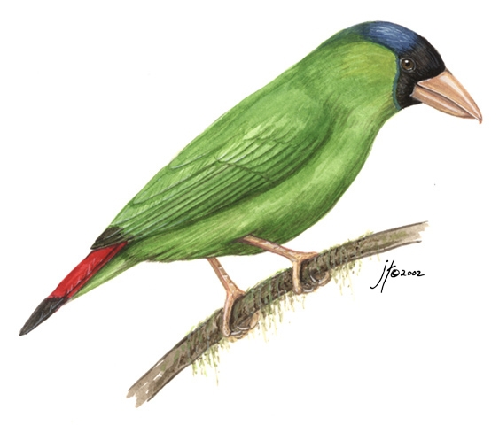 Neognathae