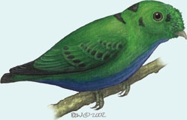 Vertebrata