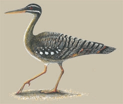 Neognathae