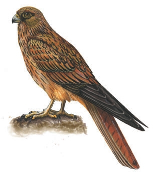 Falconiformes