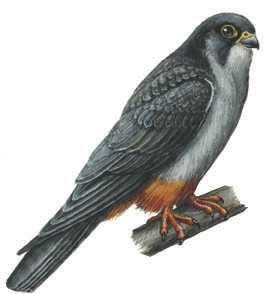 Falco_amurensis