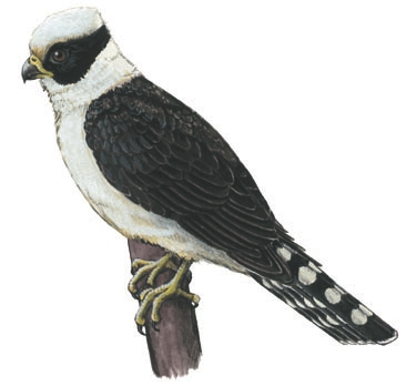 Falconiformes