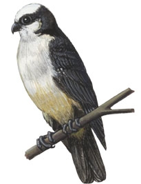 Falconinae