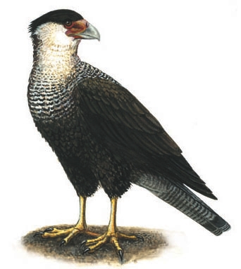 Falconidae