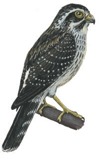 Spiziapteryx