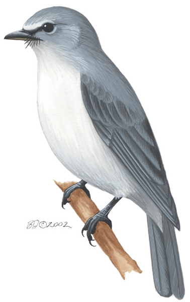 Muscicapidae